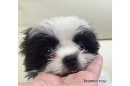 成約済の宮崎県のミックス犬-239232の1枚目